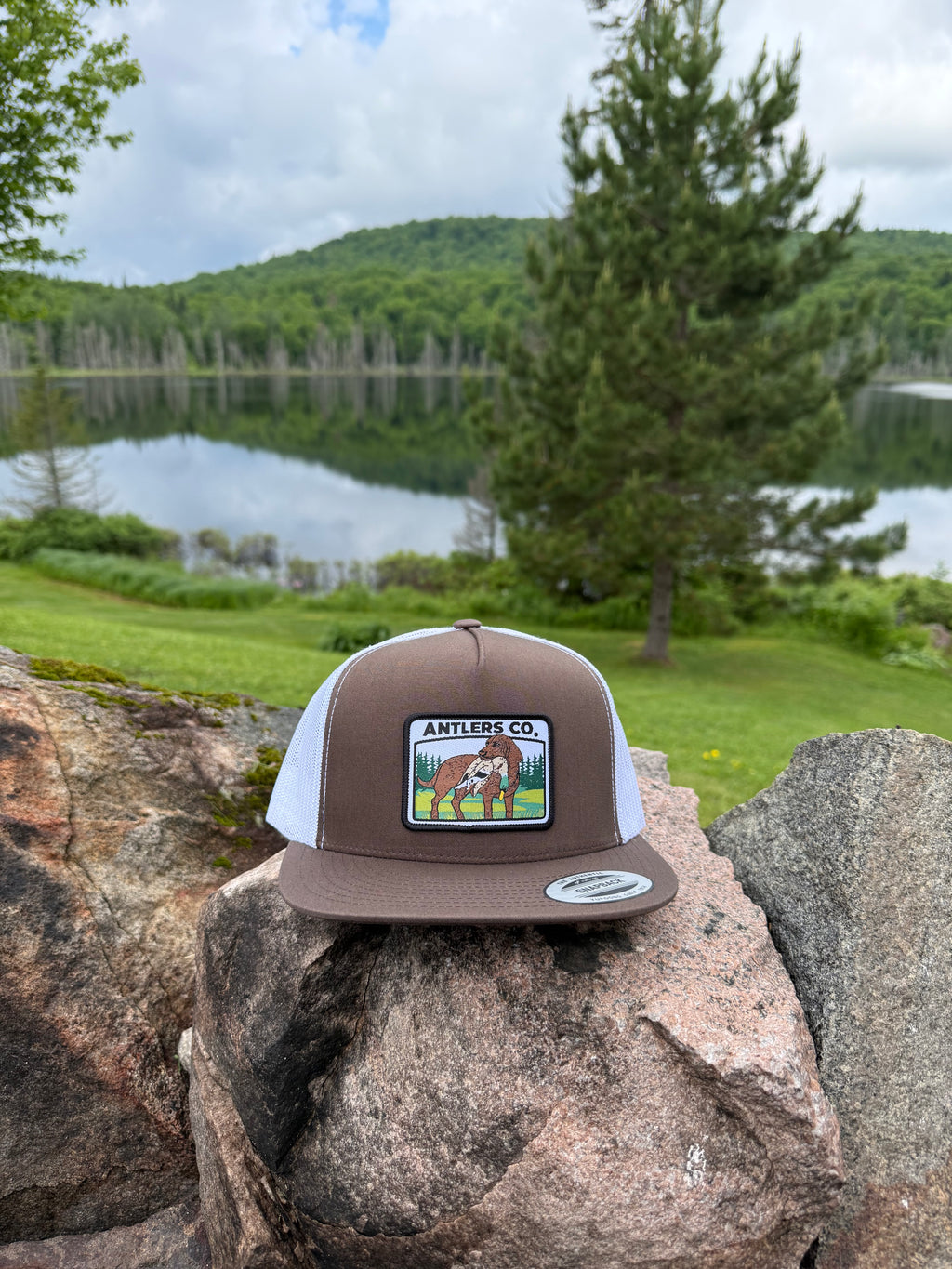 Retriever – Brown/White